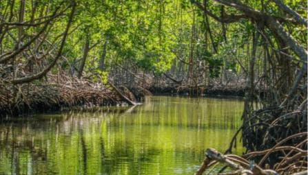 Samana: Los Haitises, Caño Hondo, Kayak Tour with Lunch