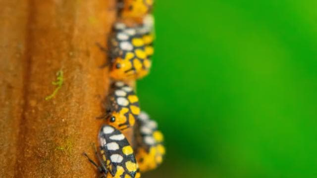 Monteverde Cloud Forest: Curicancha Reserve Nature Tour