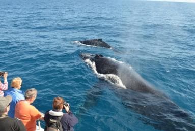 Samana: Private Whale Watching Half Day Trip
