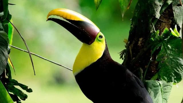 Manuel Antonio: Rainmaker Park Bridge & Waterfall Tour