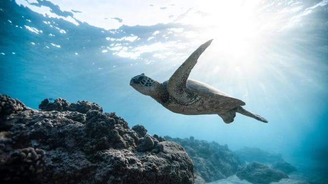 Epic Cahuita Combo Tour: Snorkel Reefs & Hike with Wildlife