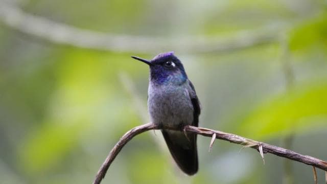Bird Watching Tour at Rainforest Adventures Braulio Carrillo