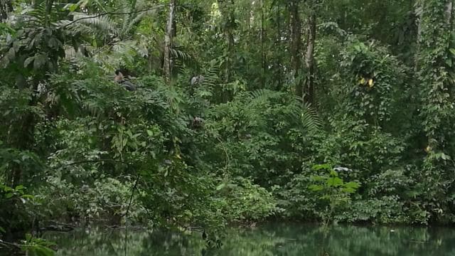 La Fortuna:Butterflies, birds, sloths and Trails Guided Tour