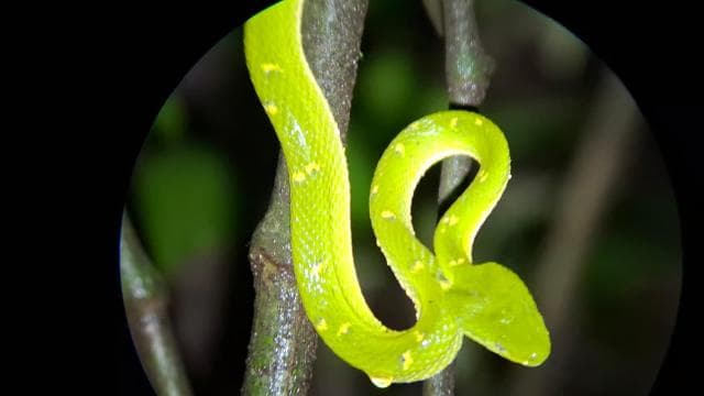 Santa Elena: Wildlife Refuge Monteverde Night Walking Tour