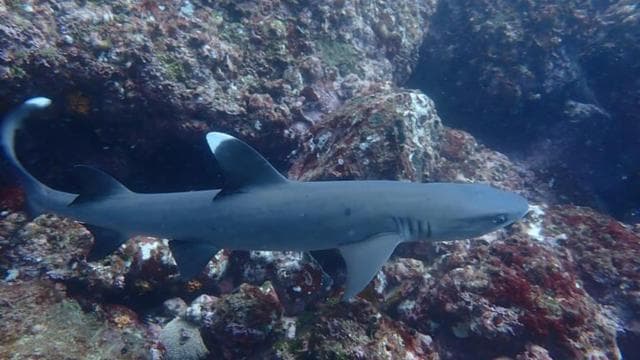 Tamarindo: Private Snorkeling Boat Charter Guanacaste