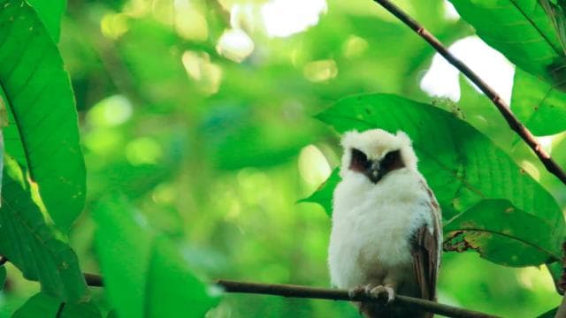 Drake Bay - Bird Watching Tour