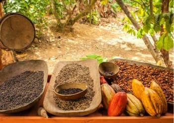 Punta Cana: Half-Day Buggy Tour with PickUp & Macao Beach