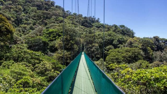 From Monteverde: Monteverde Suspension Bridge Guided Hike