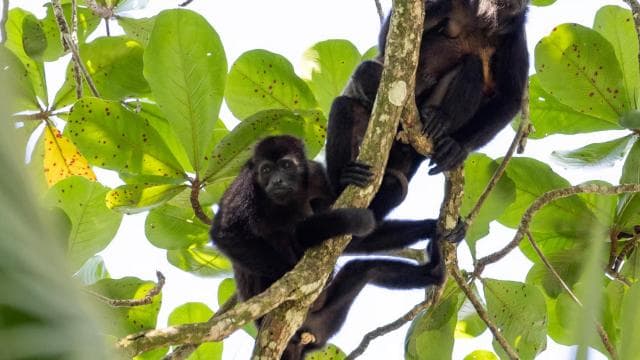 Tortuguero boat tour, Maratopia tropical garden & beach, incl. fruit
