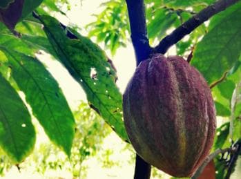 From Puerto Plata Priv: Cocoa, Coffee, Cigars & Local Market