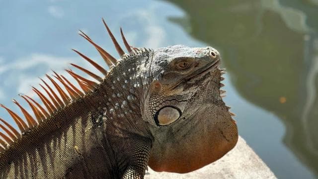 Tortuguero: "Unforgettable" canoe tour in the Tortuguero National Park