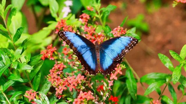 From San Jose: La Paz Waterfall Gardens Guided Day Tour - Dominican Republic
