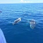 Santo Domingo: Private Samaná Whale Watching & Cayo Levantado (Bacardi Island)