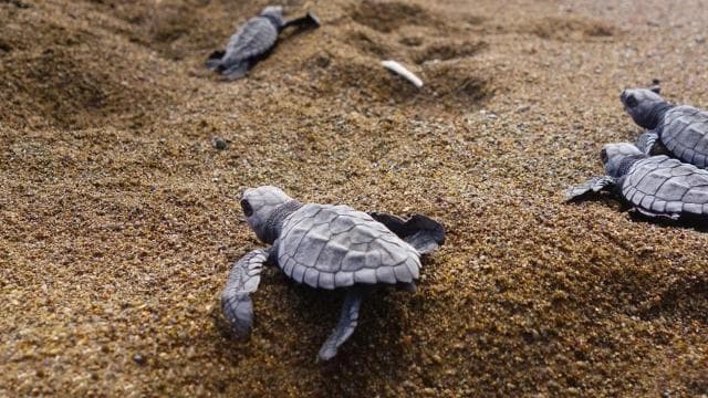 Tamarindo: Turtle Nesting Tour Tamarindo, Guanacaste, CR
