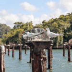 Los Haitises Boat Ride + Caño Hondo Natural Pools