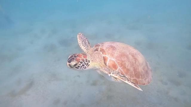 PUERTO RICO: Private Scuba Dive for Beginners!