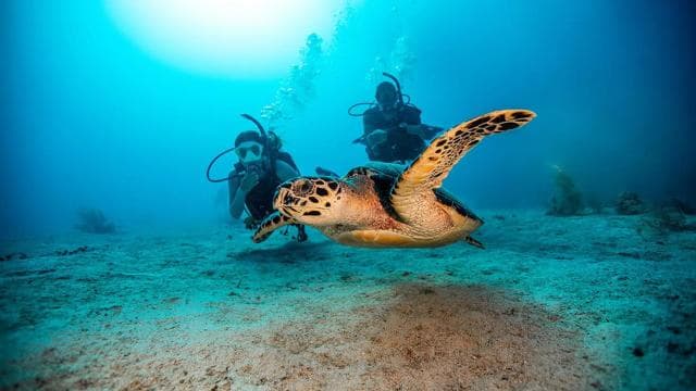 Las Catalinas: Discover Scuba Diving at Flamingo & Tamarindo
