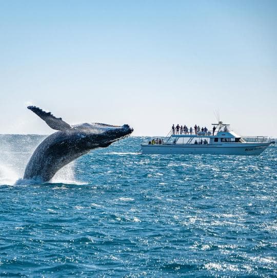 Samana : Whale watching & Kayaking