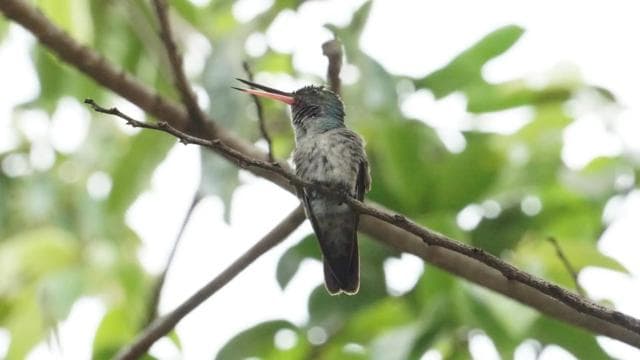 Uvita: Bird Watching Tour