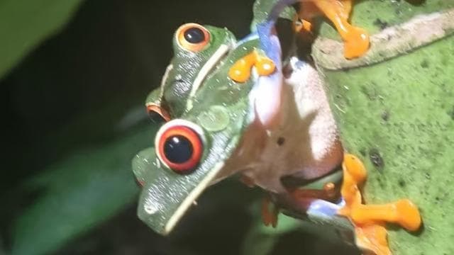 Night Tour Rainforest Guided Tour: la fortuna - Dominican Republic