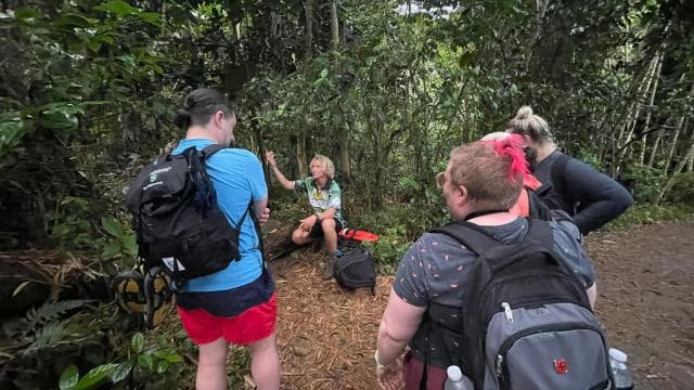 El Yunque Forest: Rainforest Nature Walk at Night Tour