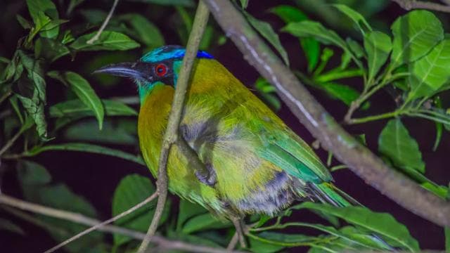 Monteverde: Kinkajou Forest Night Walking Tour