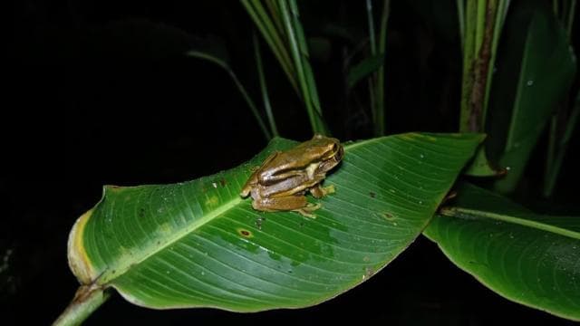 Monteverde: Night Walk through the Forest with a Guide