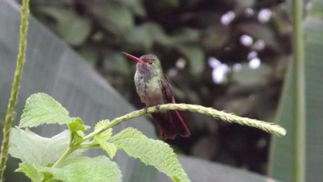 Bijagua: Kayak and Tropical Forest Trail Tour