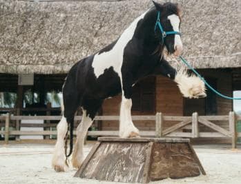 Punta Cana: Eco Park Safari Adventure