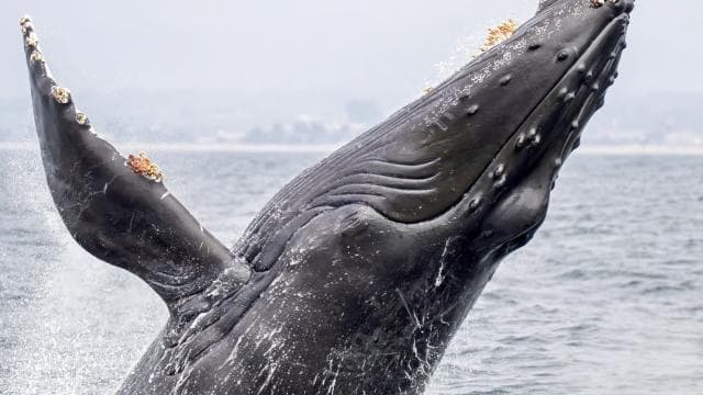 Uvita: Marino Ballena National Park Whale/Dolphin Watching