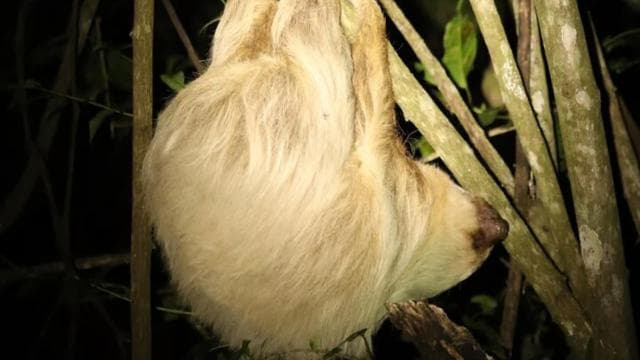 Monteverde: Coffee Tour and Night Walk