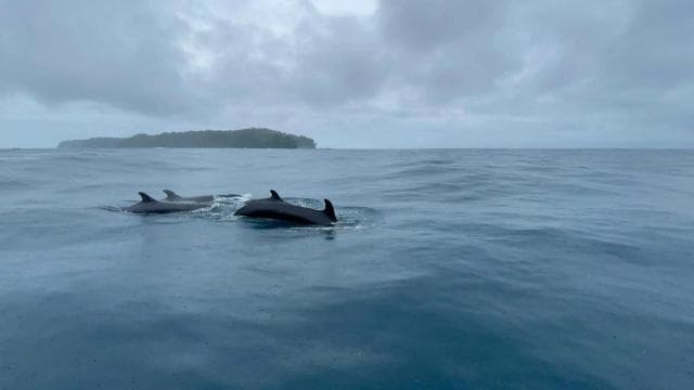 Drake Bay - Whales and Dolphins Watching Tour