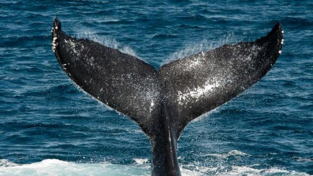 Uvita: Whales and Dolphins Watching Tour - Bahia Ballena
