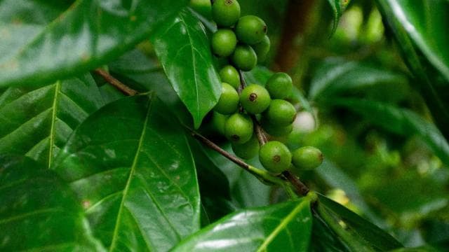 La Fortuna: Don Juan Arenal Coffee and Chocolate Tour