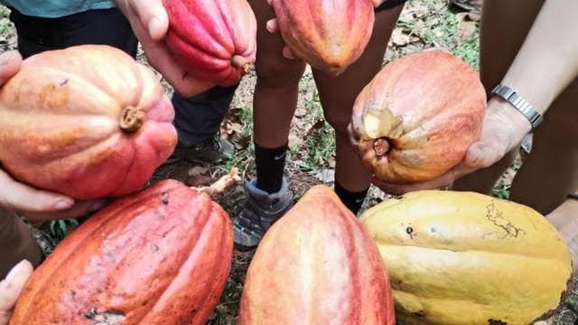 Manzanillo, Costa Rica: Forest Bathing Therapy