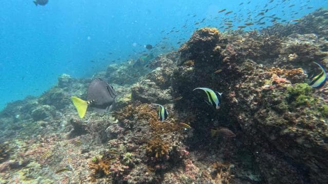 Cano Island Snorkeling Tour from Uvita