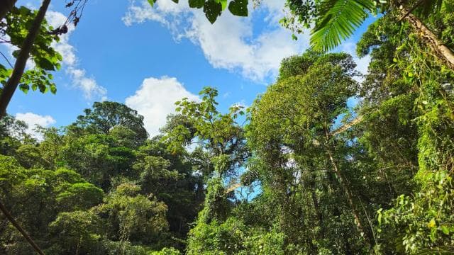 Mistico Hanging Bridges + Transportation + Naturalist Guide