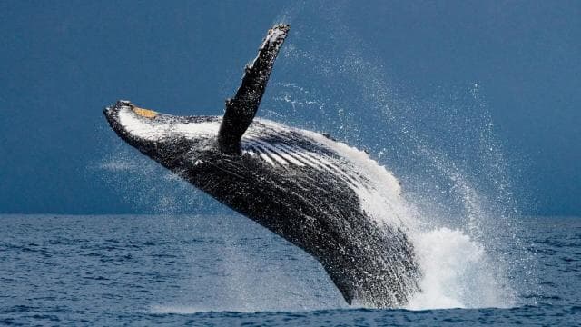 Costa Rica: Whale and Dolphin Watching