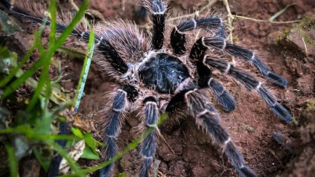 Cahuita: Night Reptile Tour with Specialist Guide - Dominican Republic