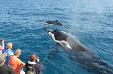 Las Terrenas: Private Whale Watching Half day
