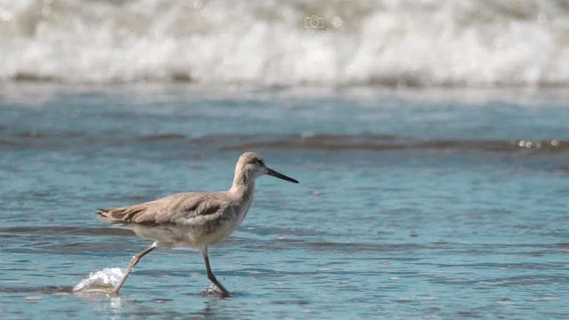 Uvita: Birdwatching