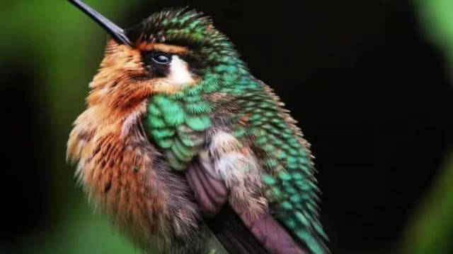 Monteverde: Cloud Forest Reserve Guided Hike