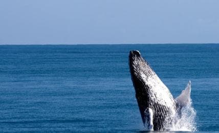 Samana: Guided Day Trip with Buffet Lunch and Whale Watching