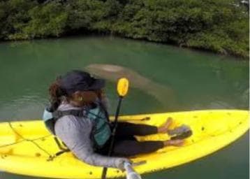 Private: Kayak Adventure at Los Haitises Sunrise Exploration - Dominican Republic