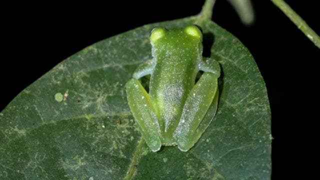Manuel Antonio Night Jungle Tour