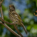Punta Cana: Bird Watching at Punta Cana Foundation Area