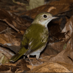 Sabana de la Mar: Bird Watching & Los Haitises National Park
