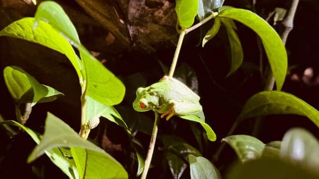 Tortuguero: Discover Hidden Nightlife of the Rainforest