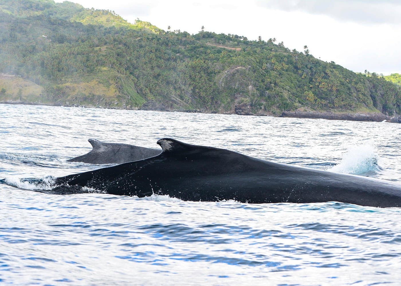 Whale watching + cay raised from Punta Cana