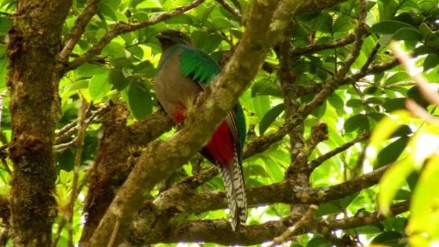 Monteverde: Curi-Cancha Reserve Tour with Entry Ticket